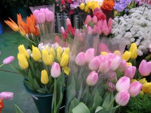 春間近…？？｜「花のかめや」　（山形県南陽市の花キューピット加盟店 花屋）のブログ